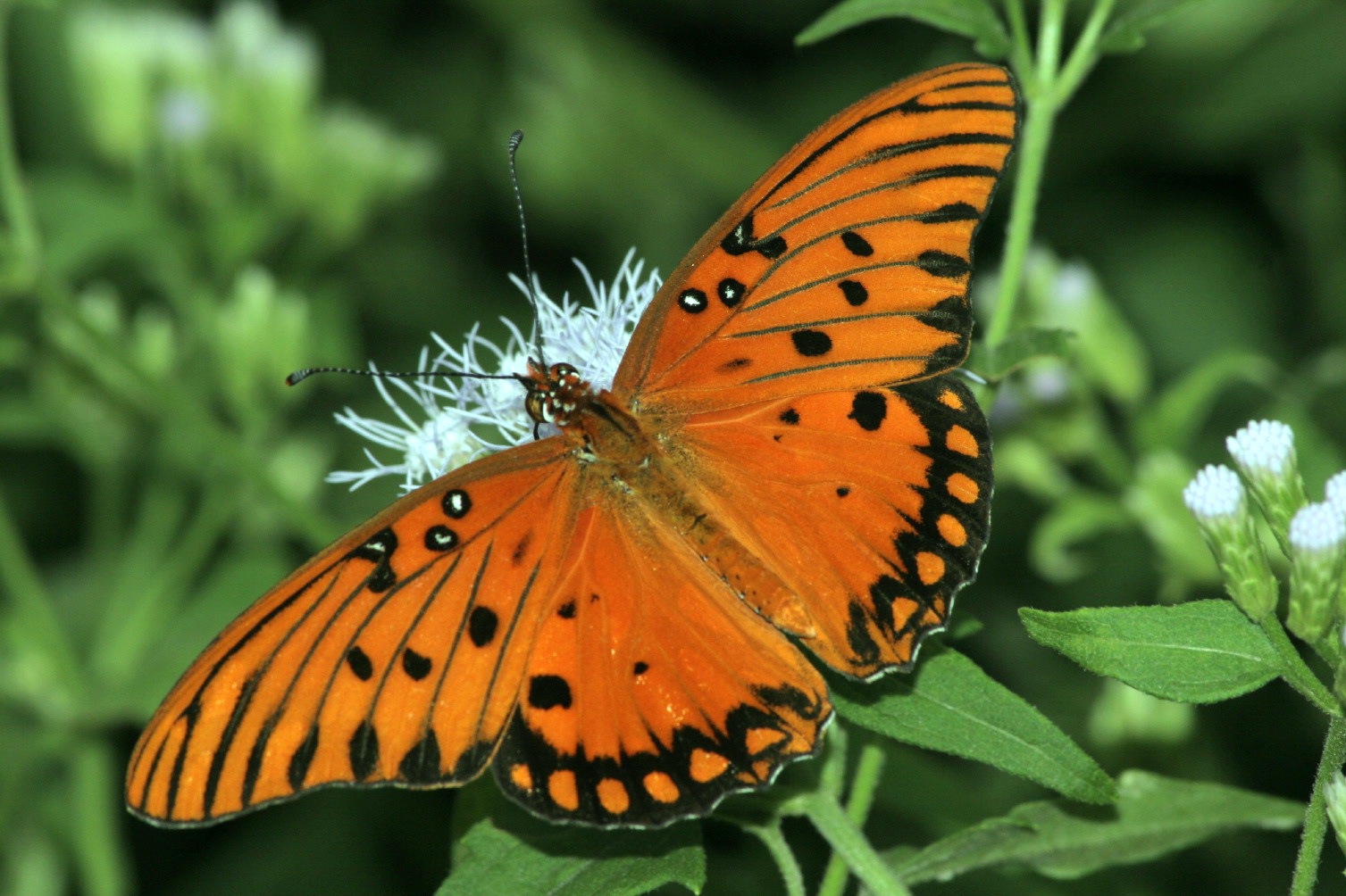 Gulf Fritillary Artifcial Diets