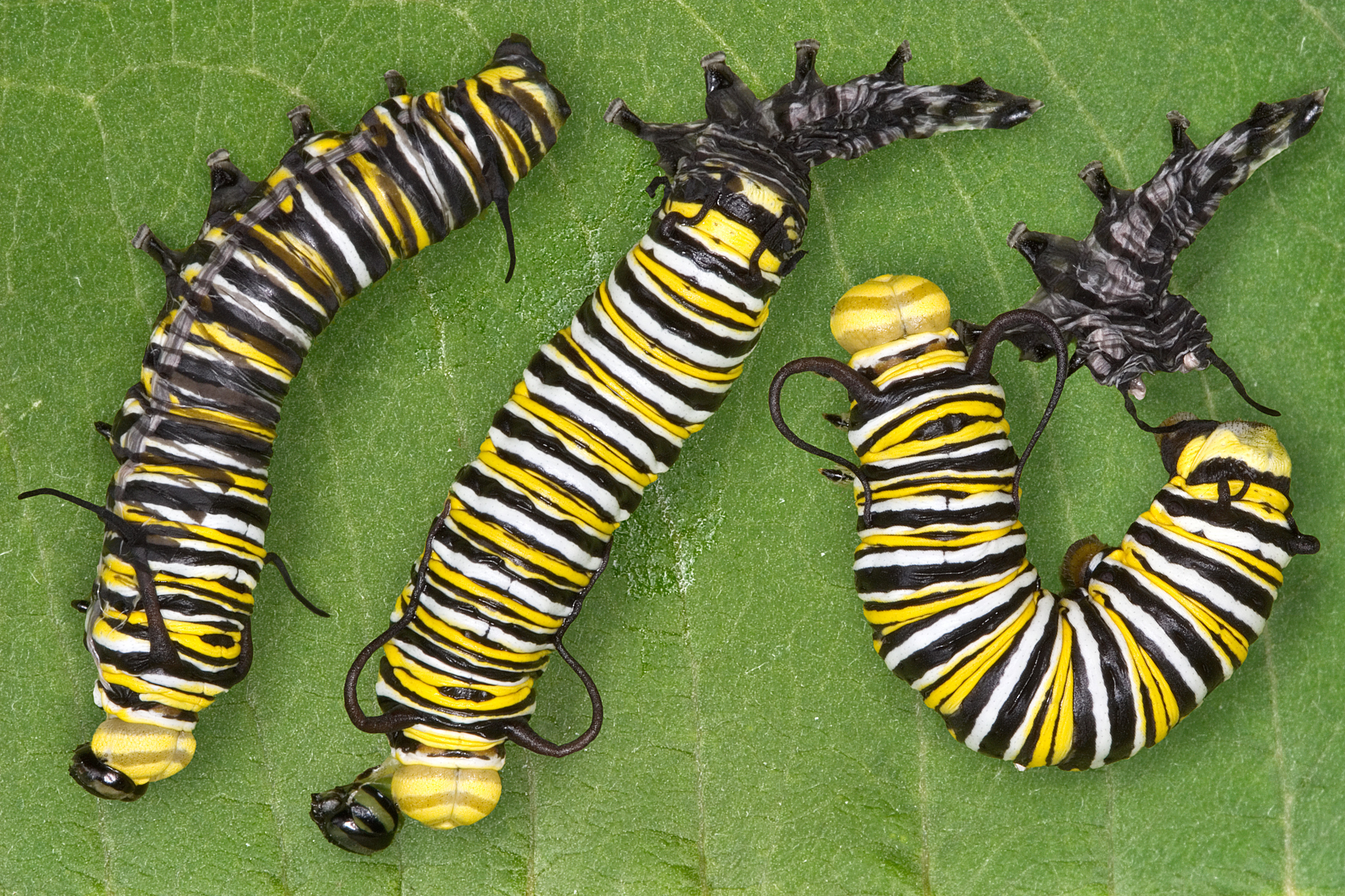 Monarch Larvae