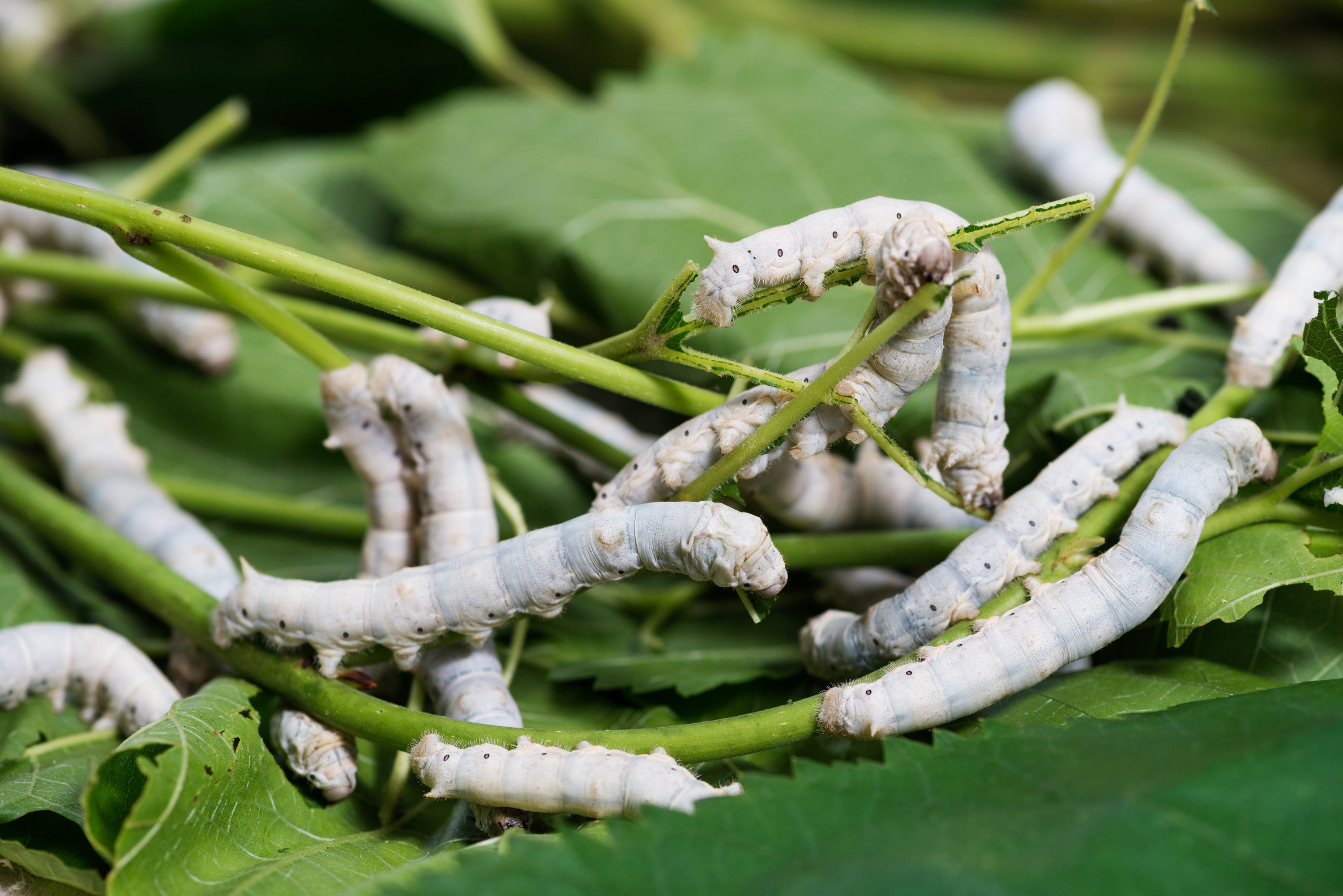 Silkworm (Mulberry) Diets