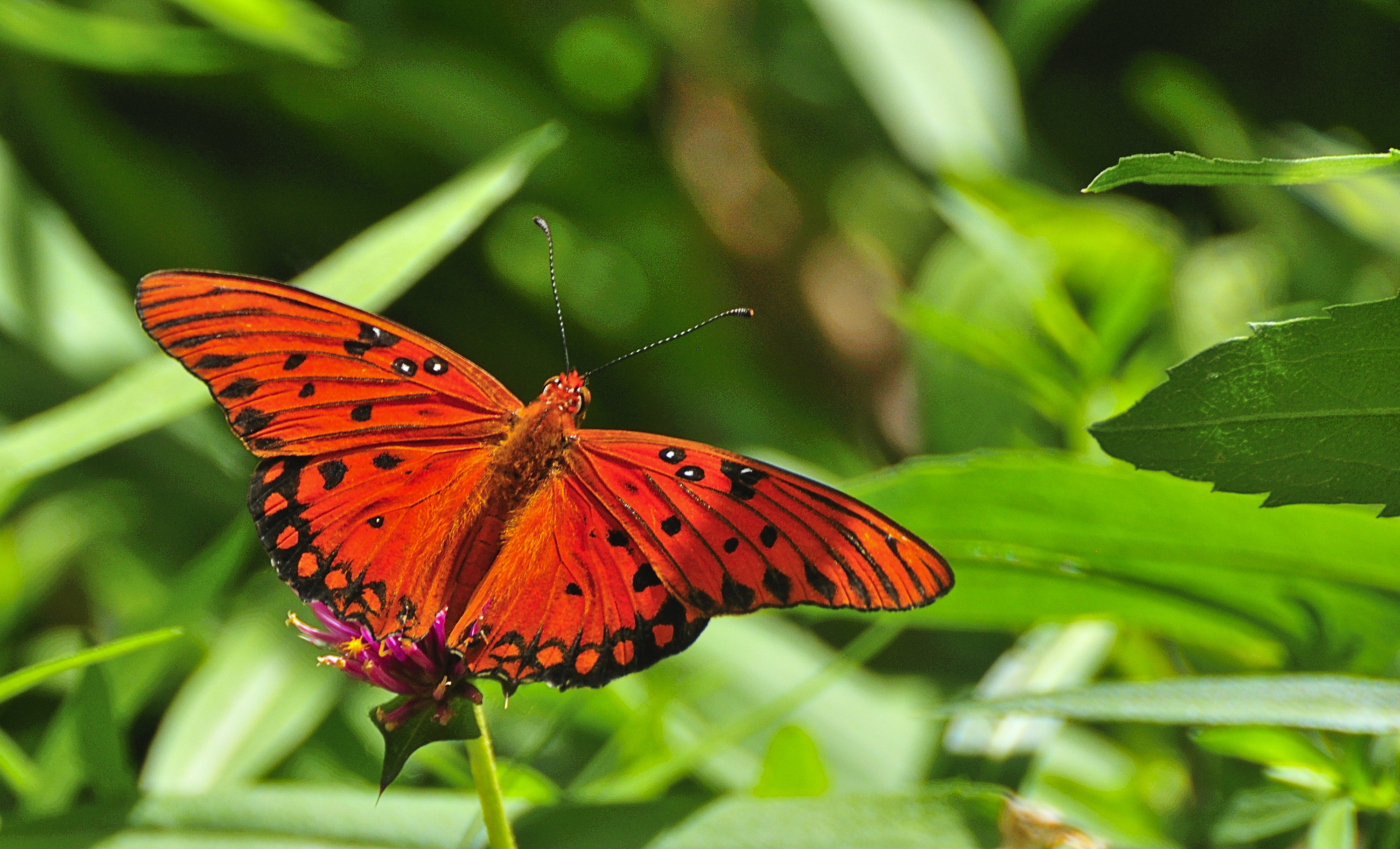 Gulf Fritillary Larvae