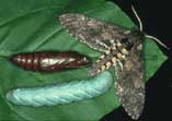 Manduca Sexta Pupae