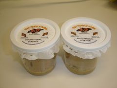 Painted Lady Butterfly Feeder Culture,  10-12 larvae, PLF12