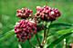 Asclepias incarnata  (Swamp Milkweed), Packet of 10-20 seeds, AIN40