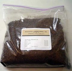 Asclepias curassavica (Tropical Milkweed),  Bulk 1 Lb Bag  (AC200)