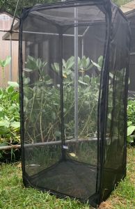 Giant Butterfly Cage, Pop-UP, 23-in x 23-in x 46-inch,  BC102