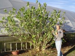 Giant Milkweed Tree (Calotropis spp.) Crown Flower, Ship ASAP,  MPC100A