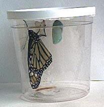 Butterfly Farm  ™ Monarch Chrysalis Kit with certificate for chrysalis (BF101)