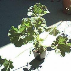 Malva sylvestris, Zebra Hollyhock, Painted Lady Host Plant Seeds, Packet of 300 seeds, MZ 300