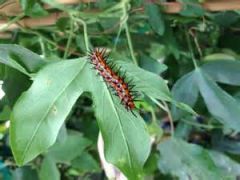 Gulf Fritillary & Passion Vine Plant Growing Kit (GGK100)