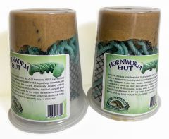 Hornworm (Manduca sexta) Feeder HUT,  20-30  hornworms, HFP32