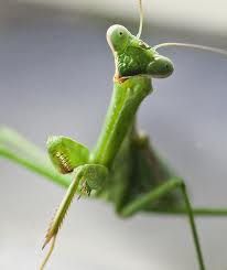 Live Praying Mantids, 3-6, mail in certificate for mantids, PM36A