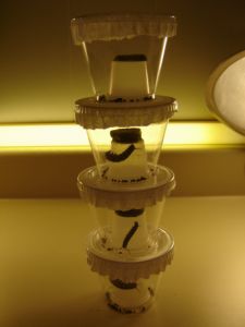 Monarch artificial diet kit, prepared, 15 cups x 10ml, MD150