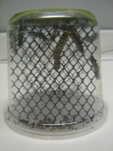 Monarch  Artificial Diet, Dry Mix,  42g, AD100