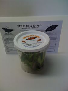 Monarch Butterfly Certificate (5-10 Eastern Larvae) MC61