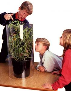 Monarch & Milkweed Plant Growing Kit  (Plant and Eastern Larvae Certificate) - Packaged in Butterfly Farm Box) (MGK100)