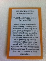 Asclepias, Calotropis SSP (Giant Milkweed Tree) Seeds, packet of 10-20 seeds, CG20