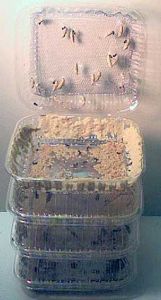 Painted Lady Mass Rearing Kit  with Painted lady Cookie Dough Diet, 1kg   MR10    