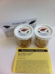 Painted Lady Butterfly Larval Refill Certificate (12 Larvae), PC61