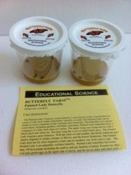 Painted Lady Butterfly Larvae (12 Larvae shipped ASAP - no certificate) PC61A