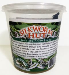 Silkworm Feeder HUT, 20-30 silkworms, with large leaf variety Mulberry leaves, SWPM30