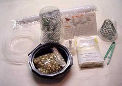 Hummingbird Hawkmoth Student kit with Certificate for  6-10 larvae (THW61)