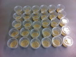 Metasphere Painted Lady Butterfly larvae Refill (30 cups/1 Larvae per cup) (PCM30A)