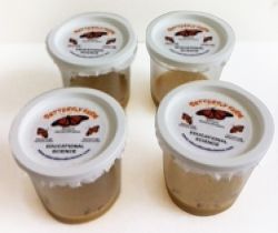 Painted Lady Butterfly Larvae, 24 larvae, (Certificate For Live Material), PC24