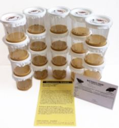 Painted lady set-up culture with pre-made food, certificate for100 painted lady larvae, 20 cups of 5 larvae, certificate ( PC450) 